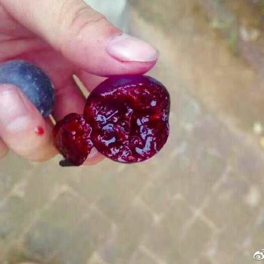 铁岭县 大量出售乔木黑钙果苗