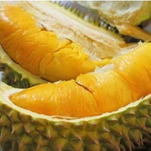 灵山县金枕榴莲苗 3年嫁接，根系发达，带营养杯发存活率高。榴莲对身体非常滋补。