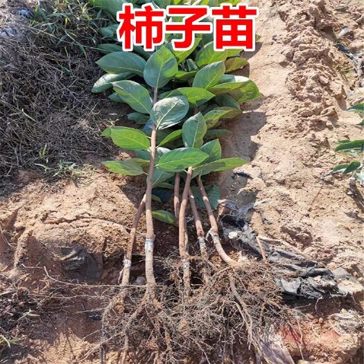 平邑县甜脆柿子苗 正宗柿子苗 死苗包补发 一年至两年苗 基地直供