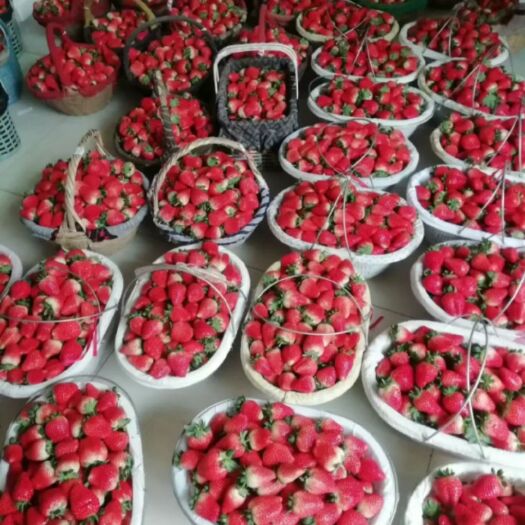 邳州市妙香草莓  精品妙香甜查理草莓大量上市本基地大量供应批发