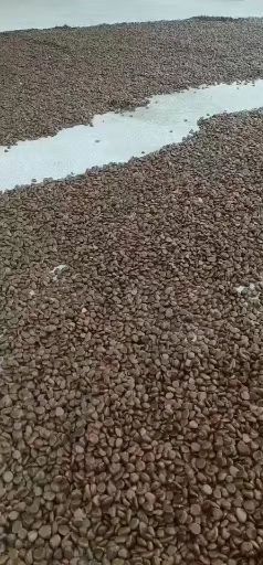 通道县 黑老虎种子