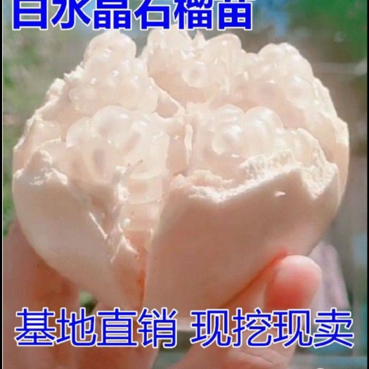 平邑县水晶石榴树苗 白水晶石榴苗 嫁接石榴苗基地直销现挖现卖全国包邮保真保挂果