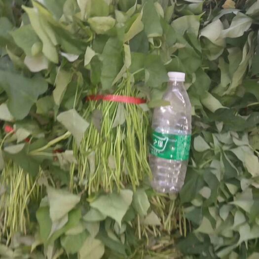 辉县市 商薯19红薯苗 地瓜苗 种薯苗 种苗 红薯苗 原种脱毒苗