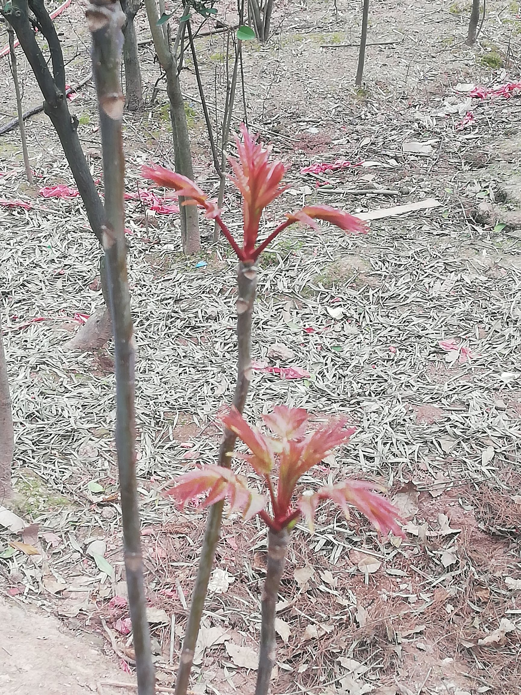 有机香椿芽 香春芽