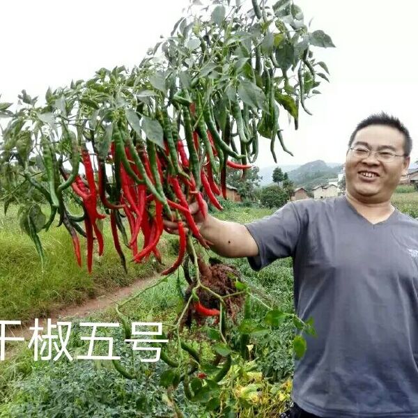 二荆条辣椒 干鲜两用的二荆条：干椒五号