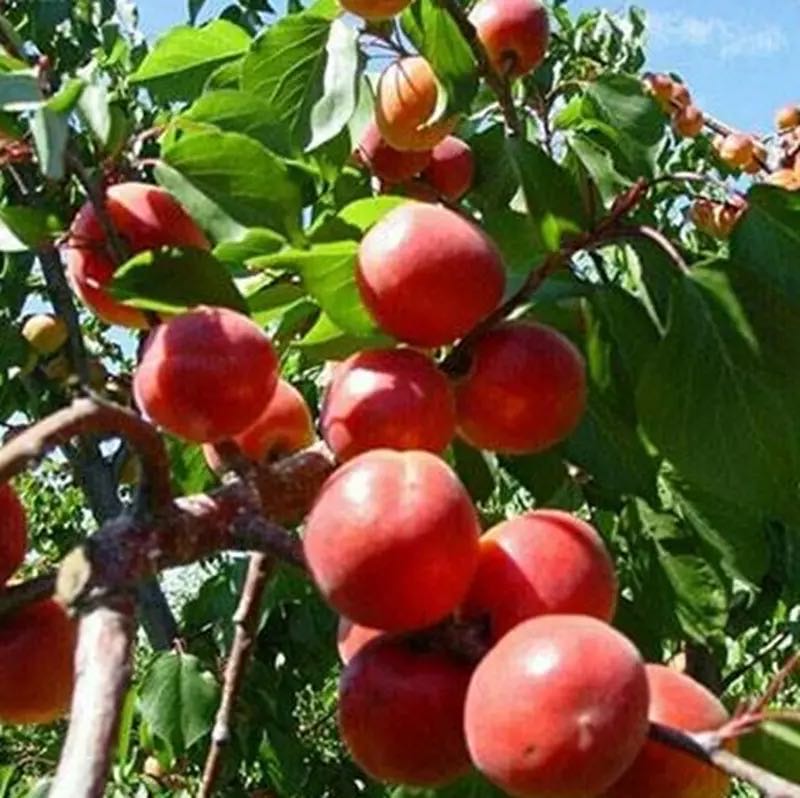  沙金红杏树苗  现挖现卖  保证成活  当年结果