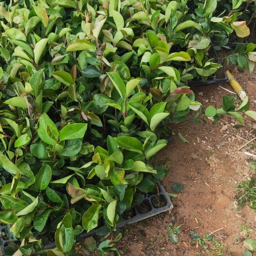 灵山县油茶穗条