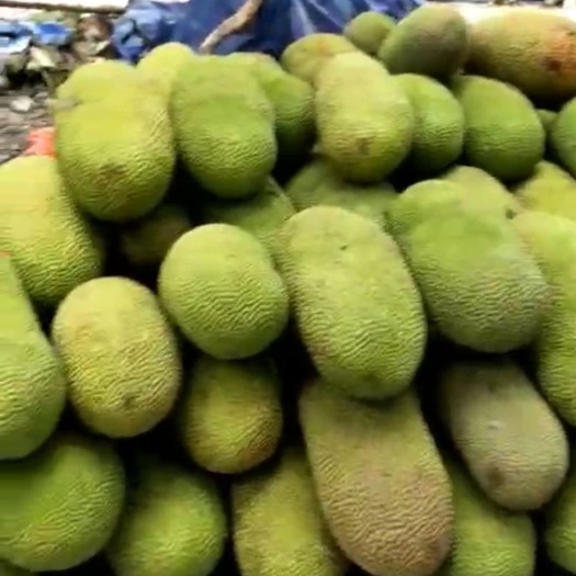 三亚 海南菠萝蜜
