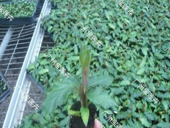 广州普通竹芋 基地直销 紫背浪心竹芋组培穴盘苗 优质室内高档花卉绿植批发