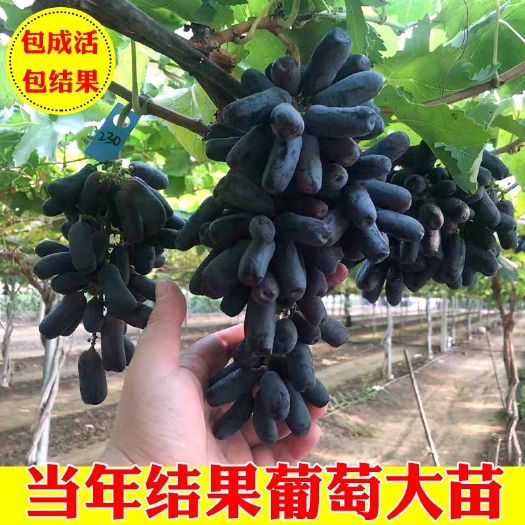 平邑县 葡萄苗，嫁接蓝宝石葡萄苗，包品种，包成活。死苗免费补发。