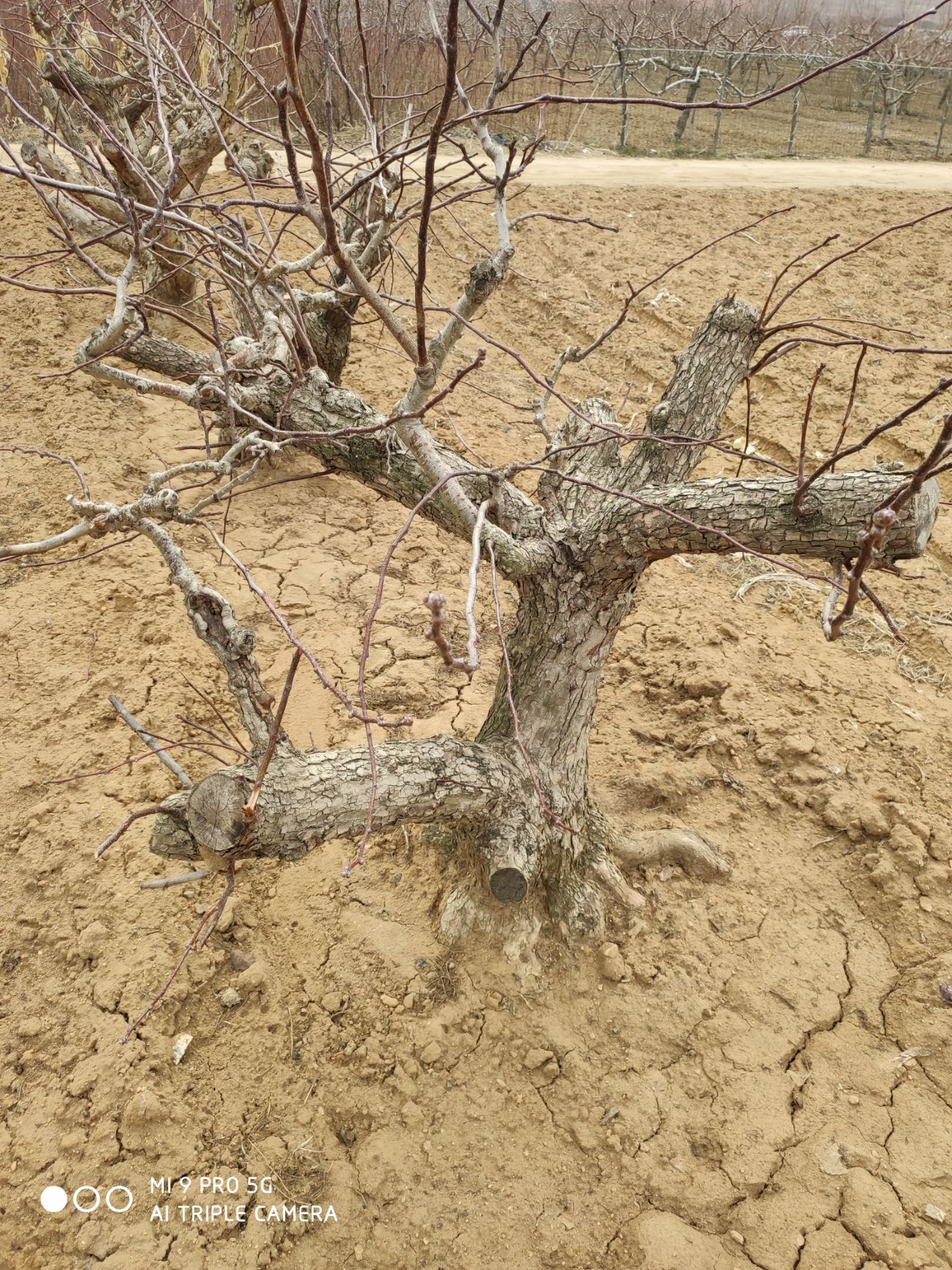 果树盆景  山楂树盆景