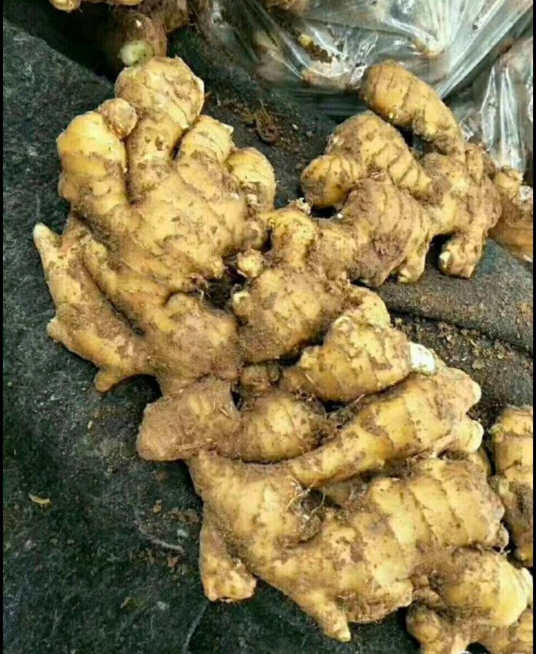 大黄姜批发 产地直销 货源充足 质量保证