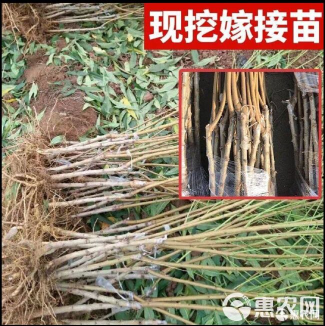  紫肉血桃苗 嫁接桃树苗基地直销现挖现卖全国包邮保真保挂果