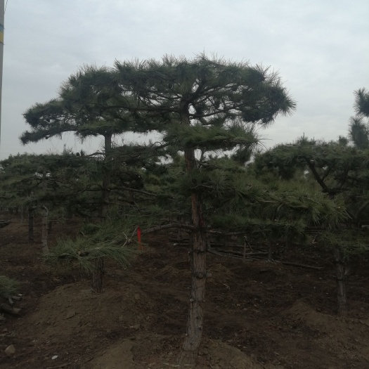 油松,造型松,基地大量现货,树型优美漂亮,质量好,联系我。