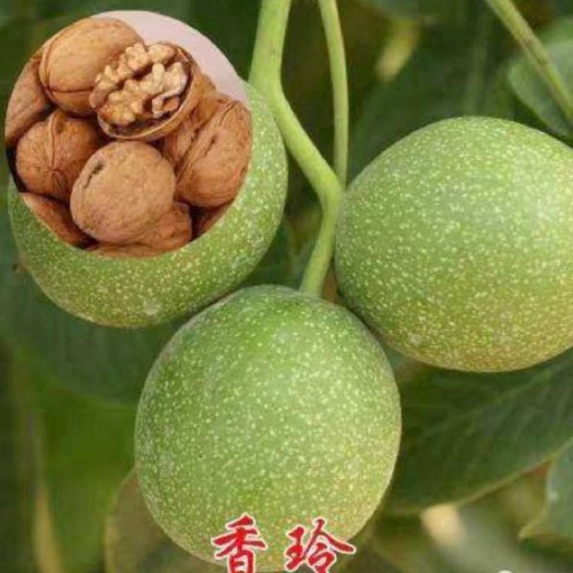 平邑县 香玲核桃苗 嫁接苗 现挖苗 保湿发货 保证成活率