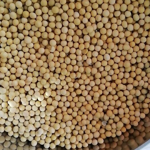 阿荣旗黄大豆 腐竹，豆腐，豆浆专用豆。