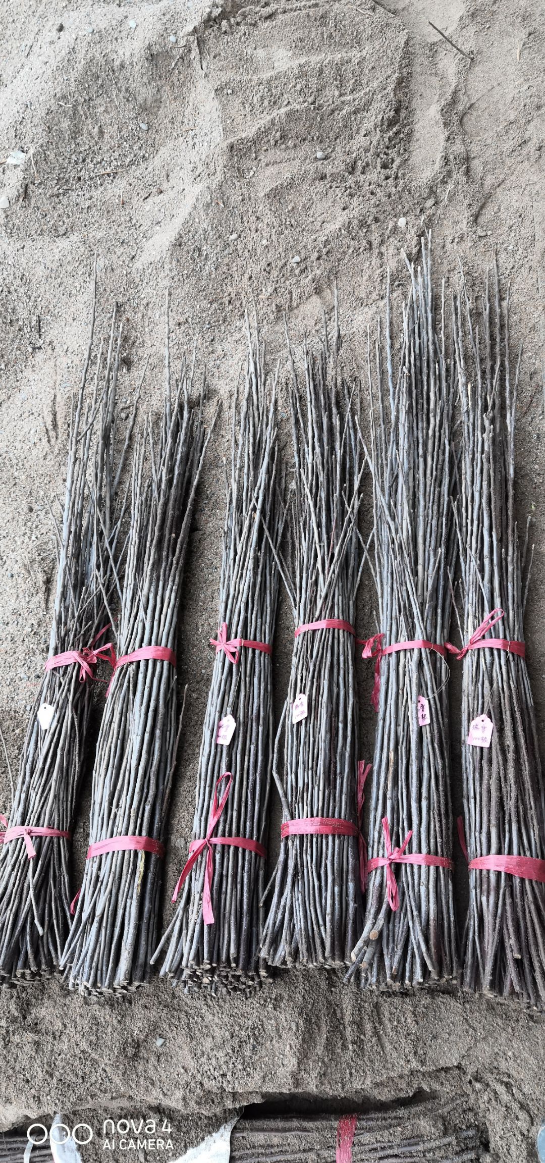 苹果接穗  【瑞雪】黄色新品种嫁接枝条