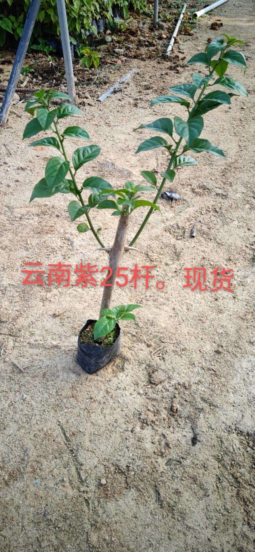 各种颜色三角梅