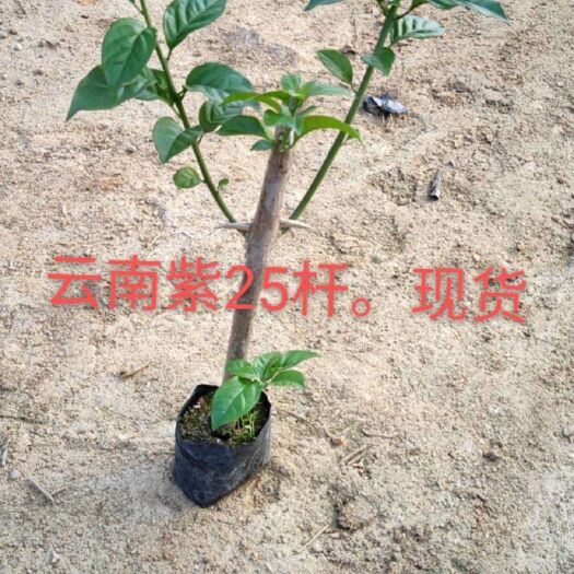 漳浦县 各种颜色三角梅