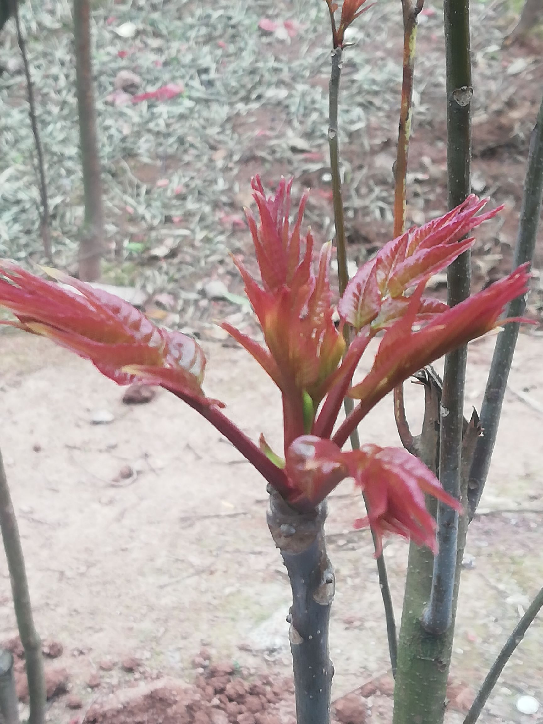 有机香椿芽 香春芽