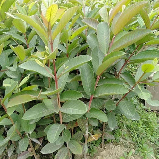 普宁市珍珠番石榴 150-200克
