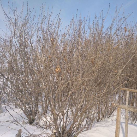 哈尔滨 大叶丁香树