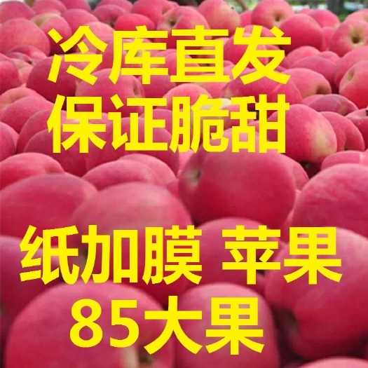 万荣县 红富士苹果 纸加膜精品苹果85大果 冷库直发脆甜可一件代发
