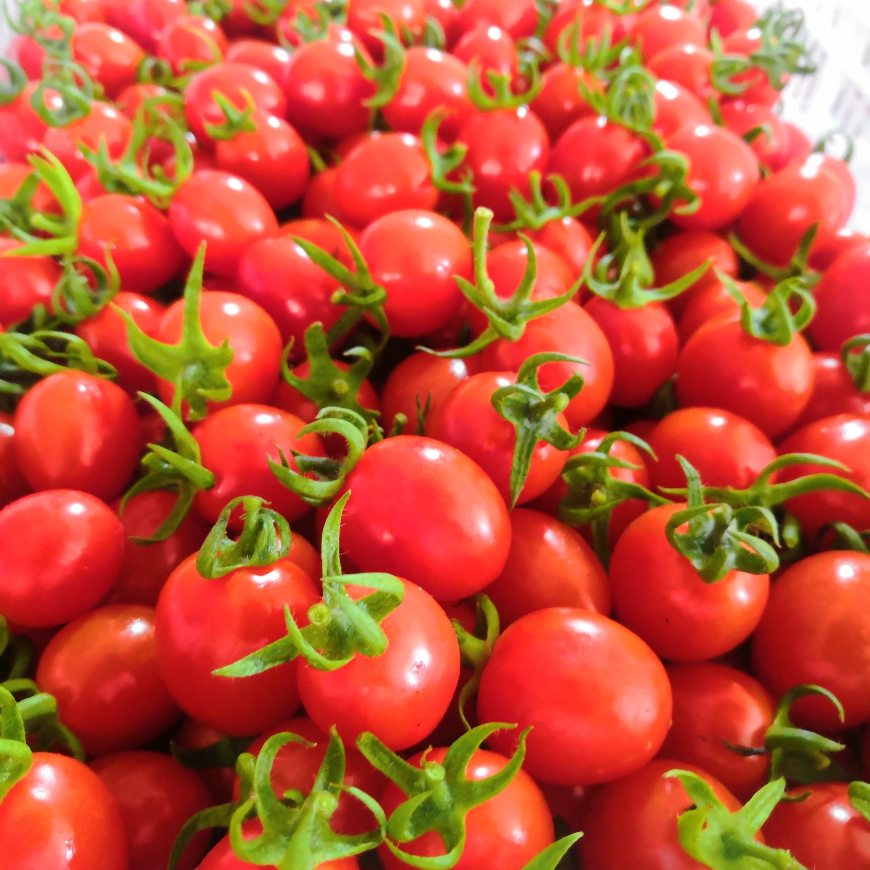 釜山88圣女果超级甜的小番茄