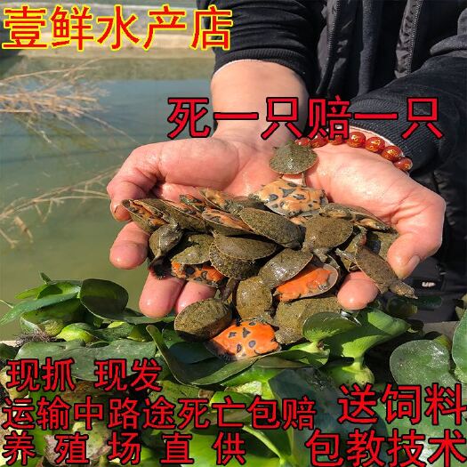 黎川县3—5克甲鱼苗【死一只赔一只】包运输风险活体外塘苗小王八