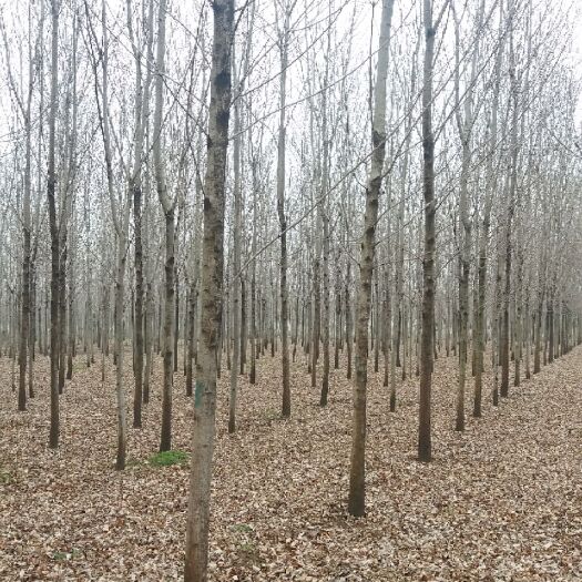 郯城县 精品速生白蜡，7---15公分原冠，10000棵，自有苗圃