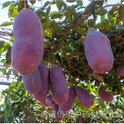 通道县八月瓜苗  紫宝三号新品  种植第二年挂果【亲试】 籽少口感好 晚熟品种