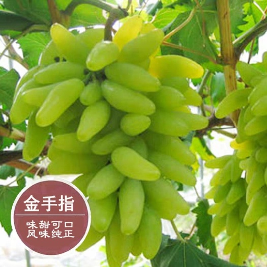平邑县 金手指葡萄苗，嫁接苗，当年结果。包品种，包成活。基地直销。