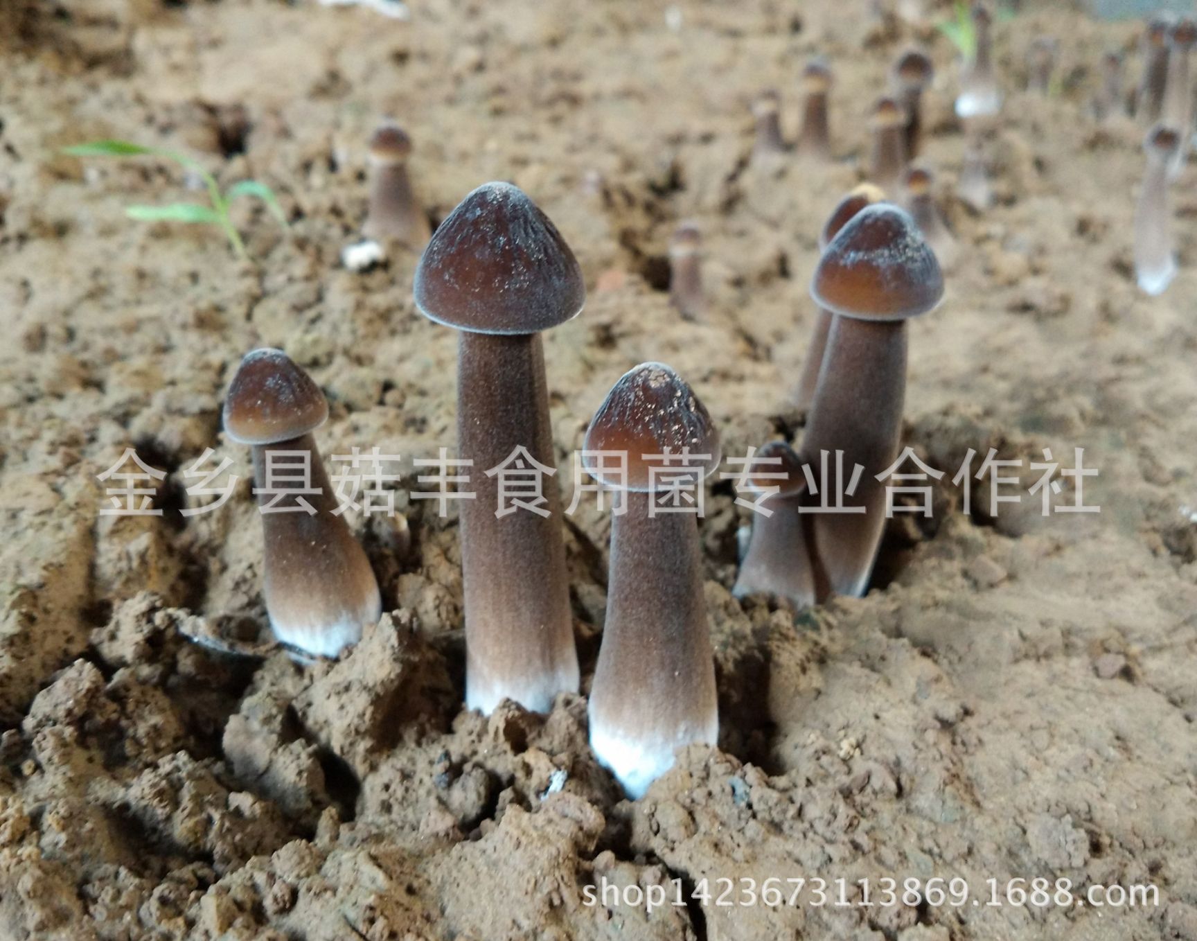 厂家批发黑皮鸡枞菌菌种菌包菌棒鸡枞菌菌种蘑菇菌种