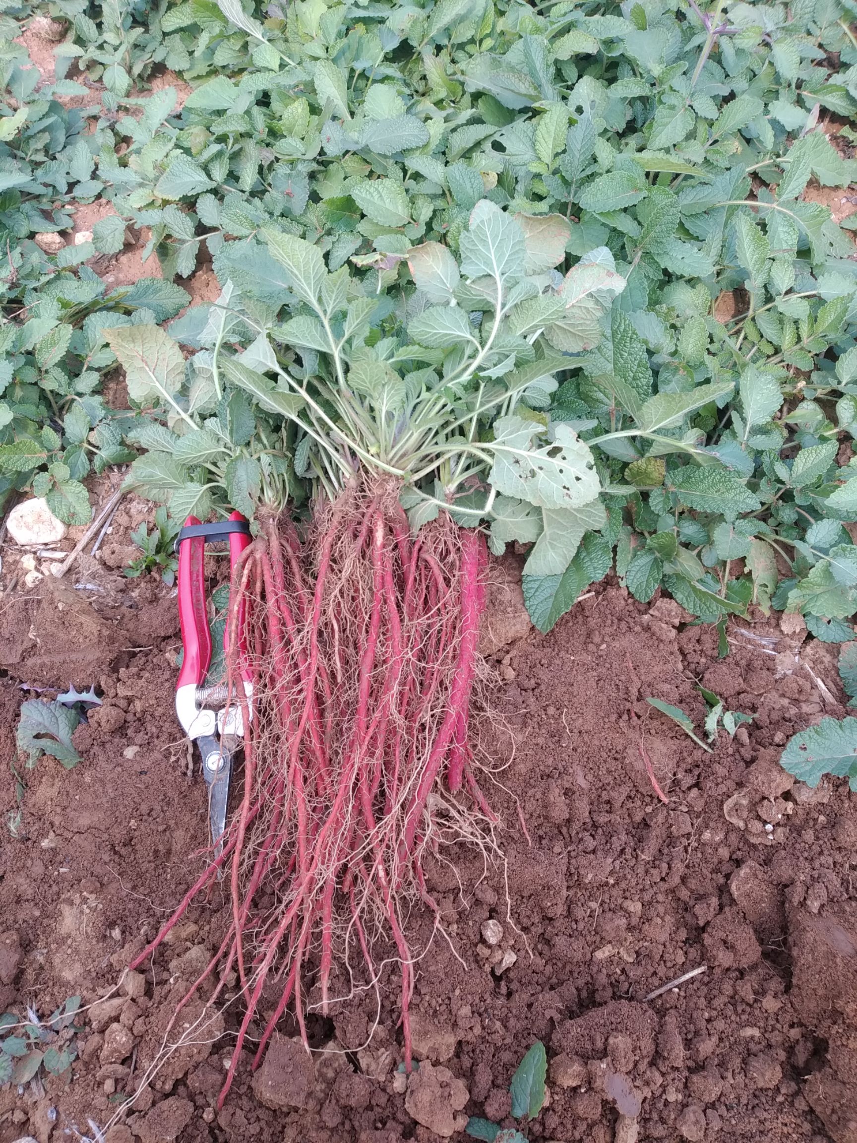 丹参种苗  优质 丹参苗，货真价实颜色深，品种纯，技术指导免