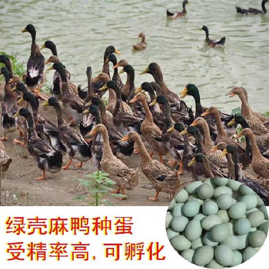 东海县麻鸭蛋 规模养殖金定绿头麻鸭绿壳蛋鸭种蛋可孵化受精率90%，蛋托发货