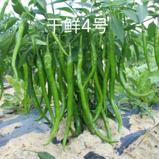 富顺县线椒种子 香辣皮薄的线椒品种：干鲜四号