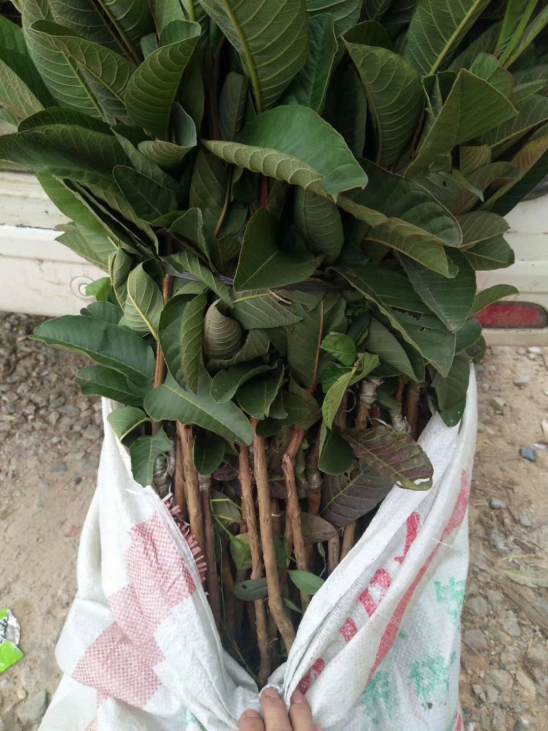 番石榴苗  红宝石少籽芭乐苗  少籽香脆甜 产量高易管理 耐