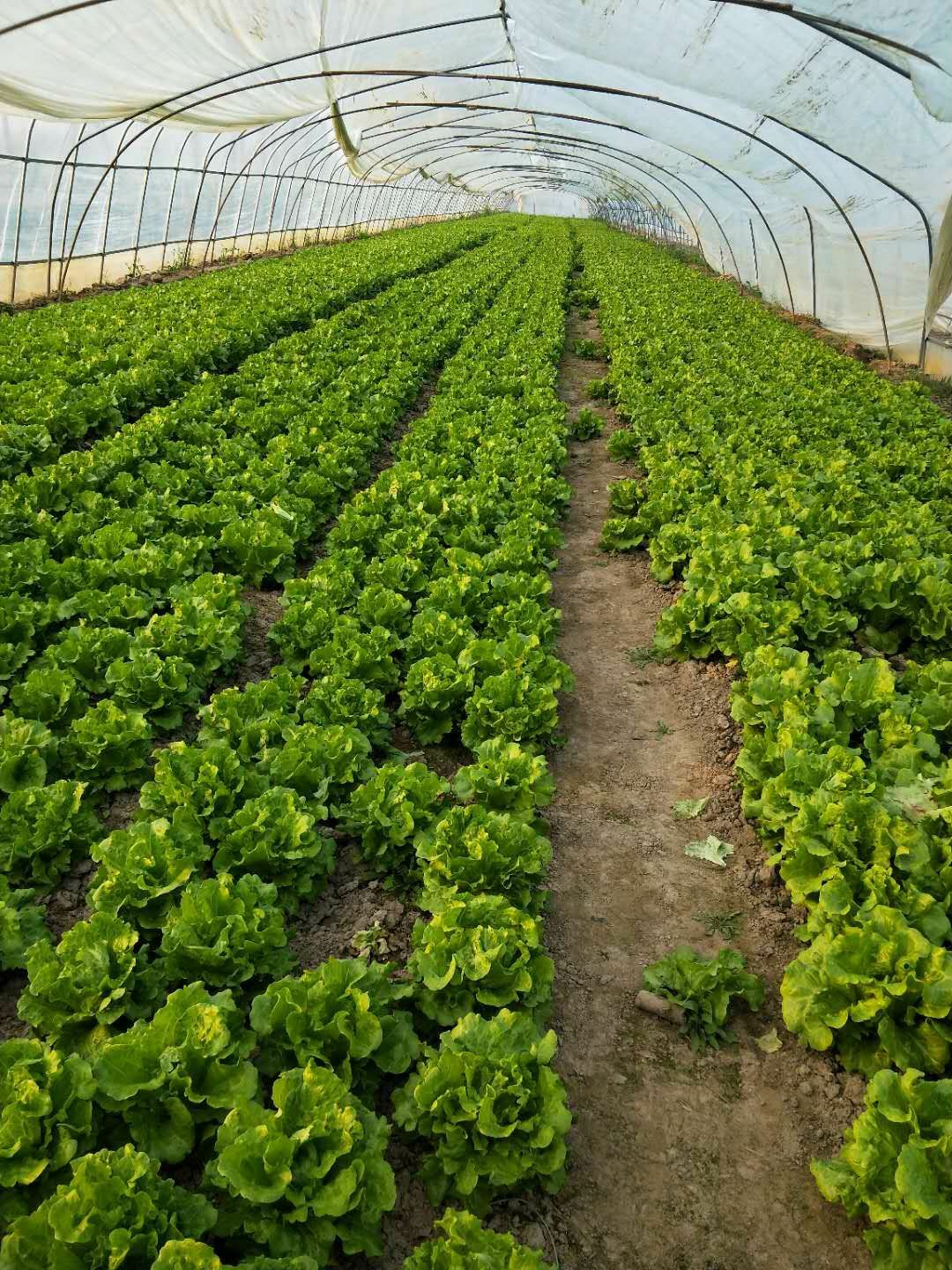  意大利优质生菜