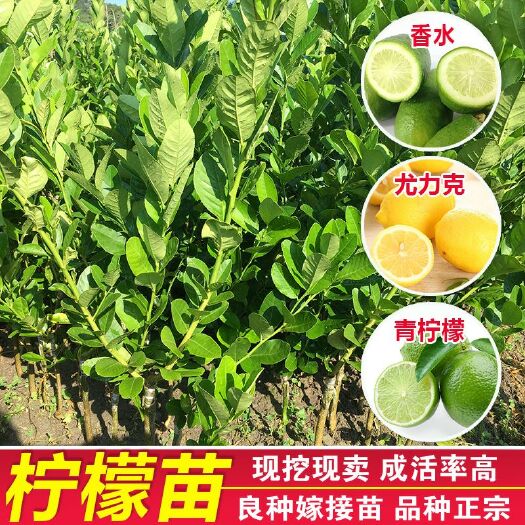  柠檬树苗清香柠檬嫁接苗香水柠檬苗盆栽地栽南北方种植四季结果