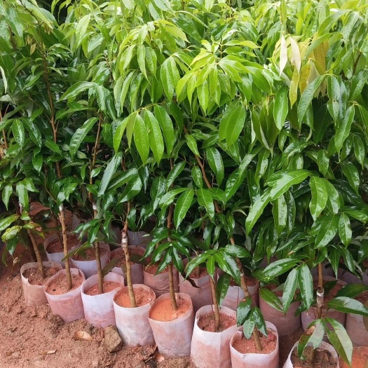 灵山县妃子笑荔枝苗