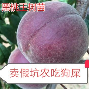 平邑县黑油皇后桃树苗  良心卖家一到3年苗，口感脆甜，耐储存，果大颜色正