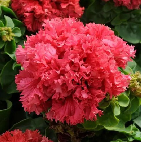 宿迁牵牛花种子  重瓣大花矮牵牛种子室内外易种盆栽植物花卉四