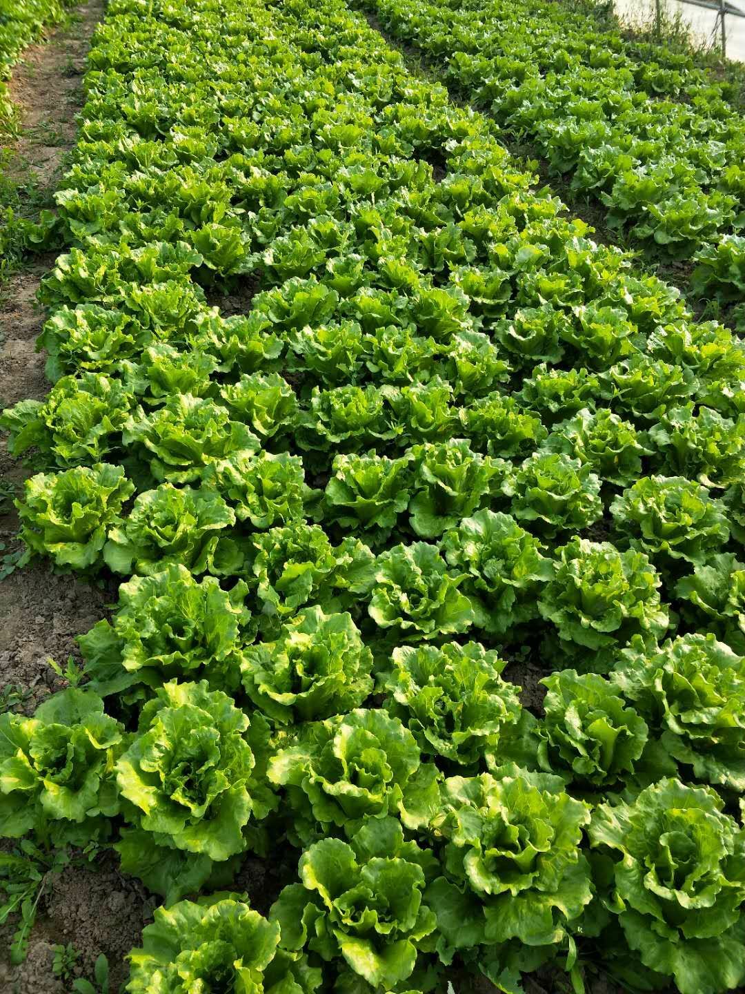  意大利优质生菜