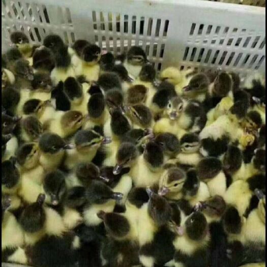 南宁 火鸭苗 番鸭苗