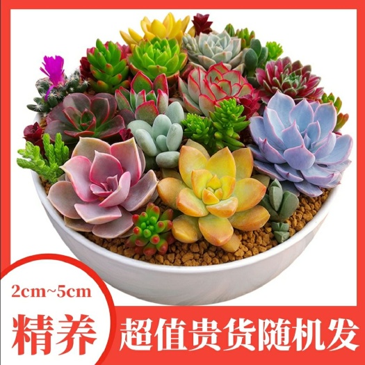 无锡多肉植物 多肉组合精选36棵品种随机发 送36个盆土 包邮