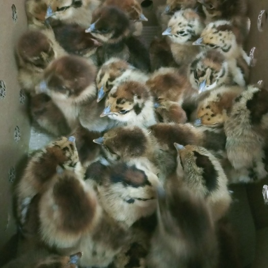 南宁 良凤花鸡苗