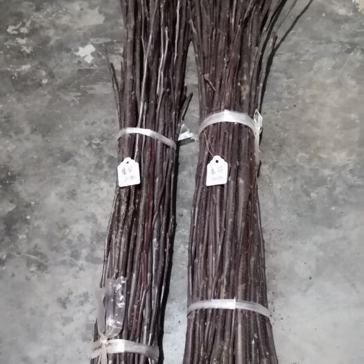 咸阳苹果接穗  【魔笛】苹果新品种嫁接枝条