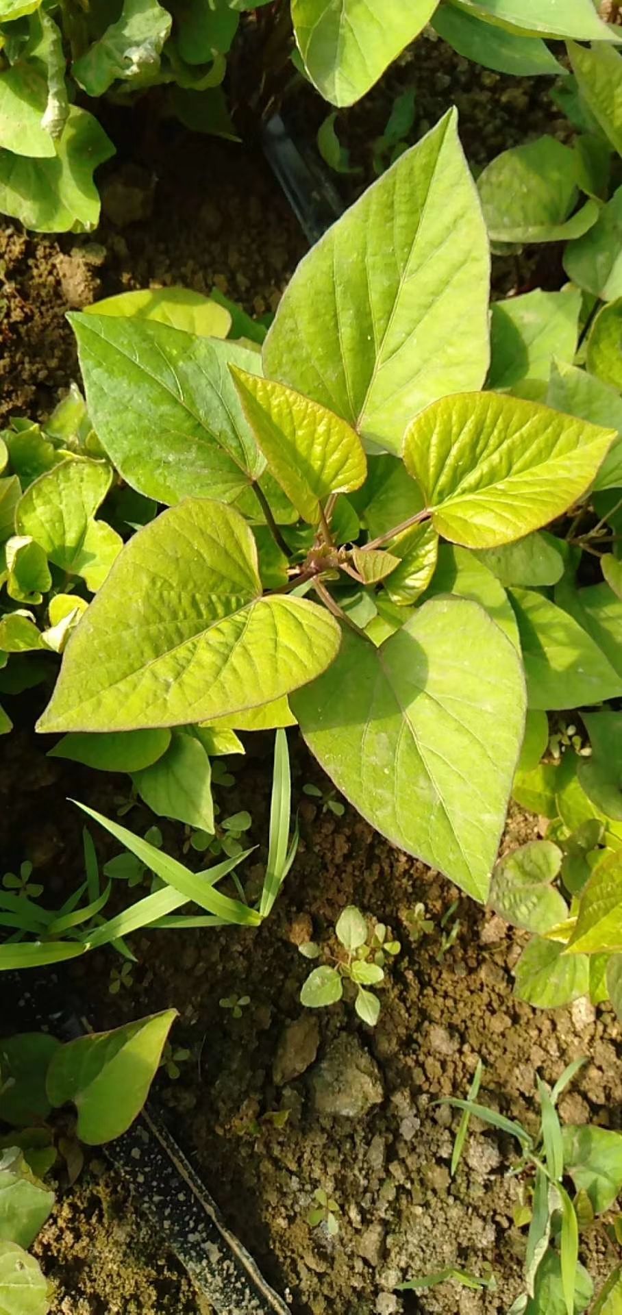 天目馨香红薯苗 心香红薯苗 红薯苗 地瓜苗 种苗 小香薯苗