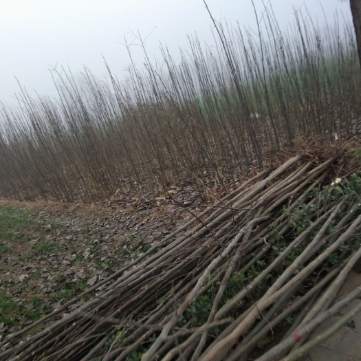 新乡苦楝树苗 各种规格楝树苗大量出售中，欢迎来地查看，价格优惠