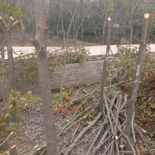 广德市普通红叶石楠 一米五光干石岚价格便宜出售